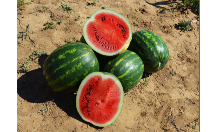 Арбуз Маристо F1 (Enza Zaden)